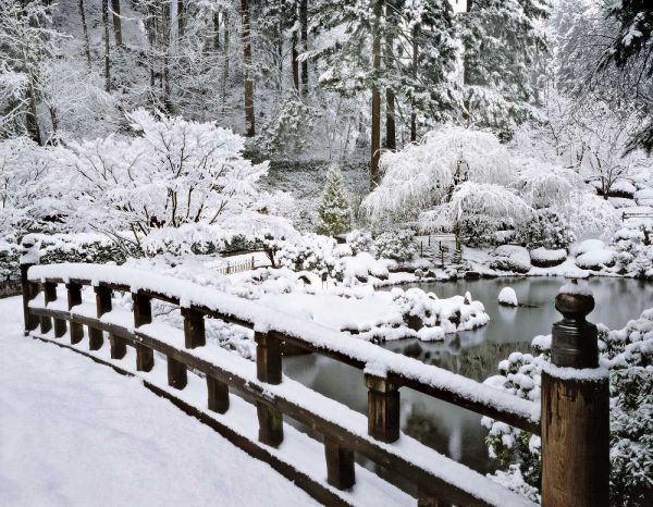 Terrill, Steve 아티스트의 Oregon, Portland Winter snowfall in a Garden작품입니다.